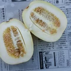 チャメ　マクワうり苗木５苗セットのサムネイル
