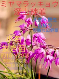 可憐なお花の山野草【日本原産＊ミヤマラッキョウ＊深山辣韮＊深山花