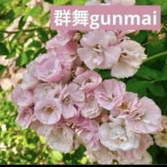 挿し穂用剪定枝6本 トゲなしつるバラ 群舞 - メルカリ