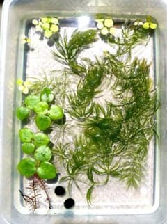 水草　マツモ、アマゾン・ドワーフフロッグビット、ロタラ、マリモのサムネイル