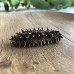 北海道産】 乾燥なまこ 天然 厳選A級品 100g S(5g以下 - メルカリ