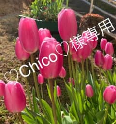 【♡Chico♡様専用】セリーヌ靴下のサムネイル