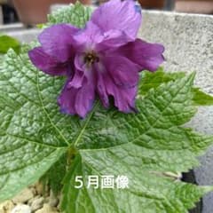 山野草　濃色八重咲き　シラネアオイ　15G 山野草 濃色八重咲き シラネアオイ 15D - メルカリ