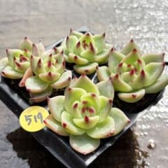 NEW❗️519多肉植物 エケベリア ブルードラゴン 抜き苗 4苗セット