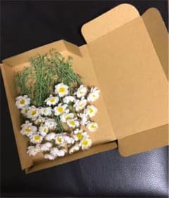 花かんざしドライフラワーのサムネイル