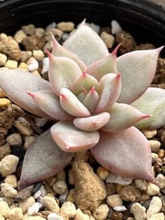 多肉植物　メキシカンジャイアント×ビンセントカトーのサムネイル