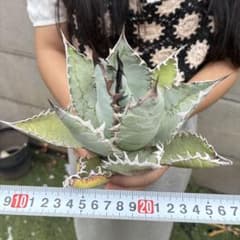 085アガベ チタノタ「ライオンズメーン獅」大株 鮮綠肌 特選品 - メルカリ