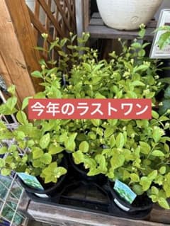 アラビアンジャスミン　マツリカ　リフレッシュ香りのサムネイル