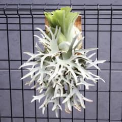 ☑︎ P.willinckii OMG 胞子 ビカクシダ Dwarf - メルカリ