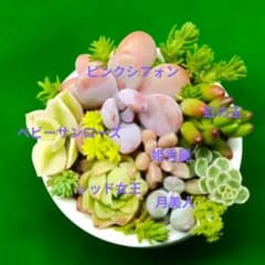 多肉植物カット小苗寄せ植えセット （6㌢鉢使用）のサムネイル