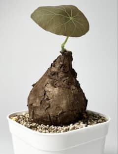 Nasu様 専用 ステファニア カウィーサキー 鉢植え A-16 - メルカリ