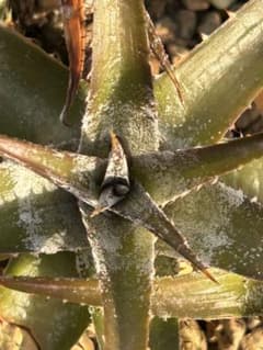 子株付き DBディッキア Dyckia ML hybrid #228 ⑵ 群生 子株付 DBディッキア Dyckia ML hybrid #228 ⑴ - メルカリ