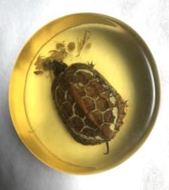 非常に繊細な作り、鑑賞には濃い味が感じられる。長径9.8cm、厚さ3.7cmのサムネイル