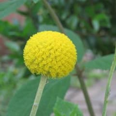 クラスペディアの種　おまけ付きのサムネイル