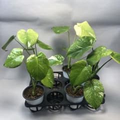 5株セットms60【特別選抜】ホワイトモンスター／天津蘭 モンステラ