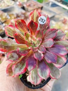 252 銅花順 極上斑 多肉植物 アエオニウム 抜き苗 - メルカリ