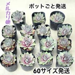多肉植物 センペルビウム 15個＋ミニ6種のサムネイル