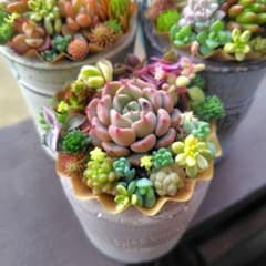 多肉植物 セダムの寄せ植え そのまま飾れる1セット - メルカリ
