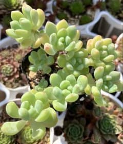 メイプルハニー　⑧抜き苗【同梱500】のサムネイル