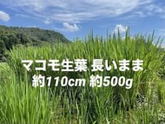 真菰葉　マコモ 生葉　長いまま約3kg栽培期間中無農薬無施肥不耕起栽培 真菰葉 マコモ 生葉 長いまま約500g 栽培期間中無農薬無施肥不耕起栽培