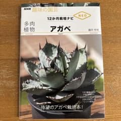 趣味の園芸　多肉植物 アガベのサムネイル