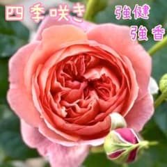 バラ苗 挿し木苗 パウルクレー A 四季咲き 強健 強香のサムネイル
