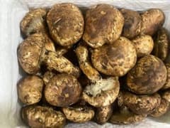 新鮮な椎茸 1kgのサムネイル