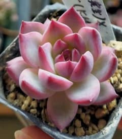 コロラータ М実生 中里リンゼアナ くものむこうさん 土付き発送 多肉