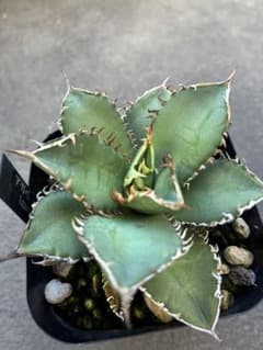 アガベ オテロイ 中株 抜き苗発送 観葉植物 - メルカリ