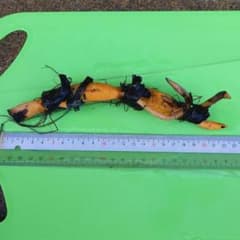 蜀紅蓮のサムネイル