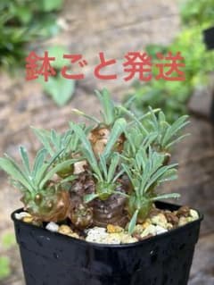 (鉢ごと) ユーフォルビア　峨眉山　Cのサムネイル