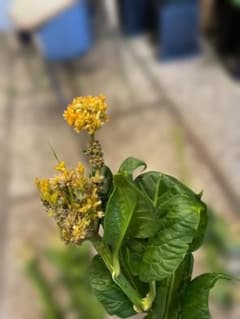 ケイトウ 切り花 生花 　１０本束のサムネイル
