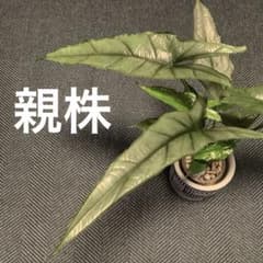 アロカシア タイニーダンサー | ¡Compre en Mercari de Japón