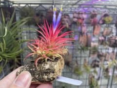 Tillandsia ionantha 'Pachara Solarish'のサムネイル