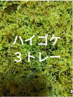 天然 上質 ハイゴケ 3トレー 苔 苔玉 苔リウム 苔テラリウム