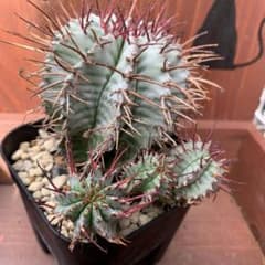 多肉植物　ユーフォルビア　白衣ホリダのサムネイル