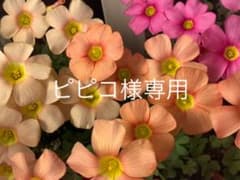 ピピコ様専用のサムネイル