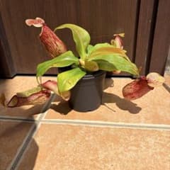 え*る様 ネペンテス ガヤ 大きめ 食虫植物 検 観葉植物 ハエトリソウ