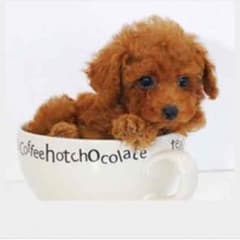たしまっくす様  専用のサムネイル