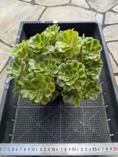アエオニウム 多肉植物 群生株 グリーンメデューサ錦 - メルカリ