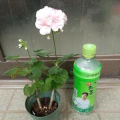 ゼラニウム(淡いピンク)のサムネイル