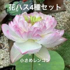 花ハス　4種類　小さめレンコン　4個セット　花蓮　花　苗　⑨のサムネイル