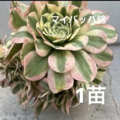 アエオニウム マイバッハ錦 カット苗 1頭 - メルカリ