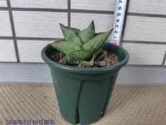サンスベリア Sansevieria Sandee - メルカリ