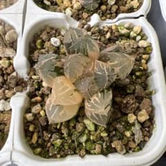 フ*ゴ様 ハオルチア 粉黛錦　抜き苗のサムネイル