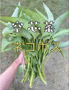農薬不使用！空芯菜のサムネイル