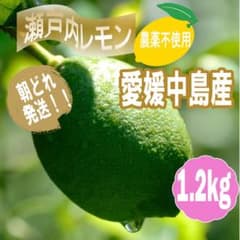 国産レモン 農薬不使用 瀬戸内グリーンレモン 愛媛中島産 1.2kg 2129