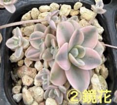 子持ち蓮華錦 鏡花 抜き苗 多肉植物 オロスタキス ② 子持ち蓮華錦 鏡花 抜き苗 オロスタキス 多肉植物 - メルカリ