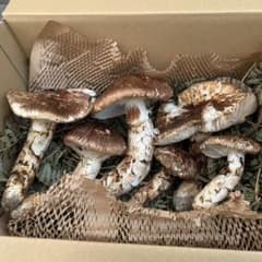 松茸 国産 本日獲れたて！のサムネイル