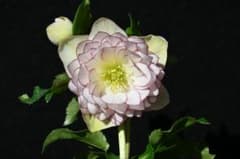 クリスマスローズ 認定ホワイトアフロディーテ 加藤農園 - メルカリ